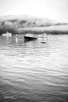 Morning Calm