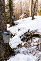 Sugaring Time