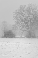 Foggy Hollow