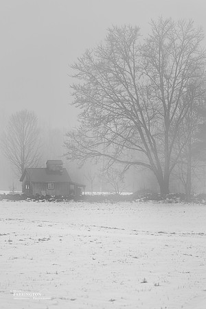 Foggy Hollow