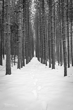 Winter Walk