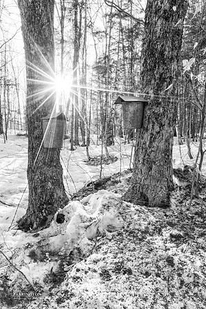 Sunshine & Sap Buckets