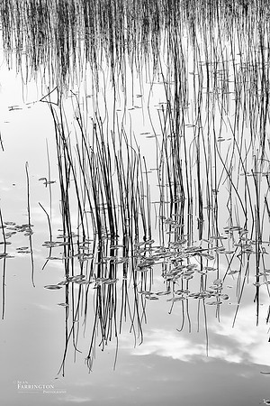 Reflections