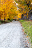 Canopy of Color