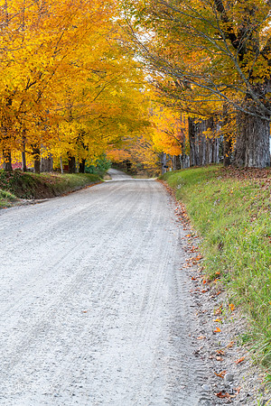 Canopy of Color