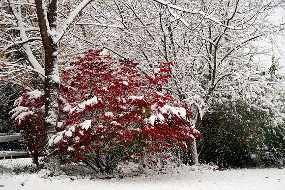 Burning Bush
