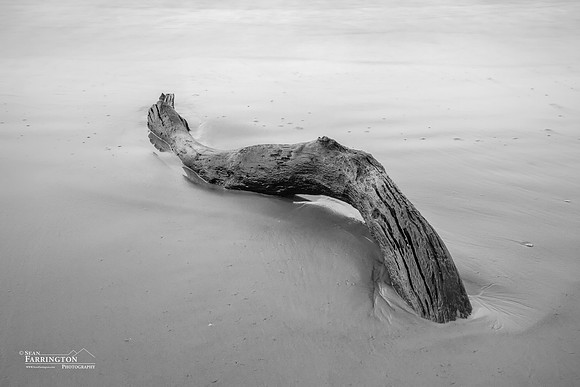 Serpent