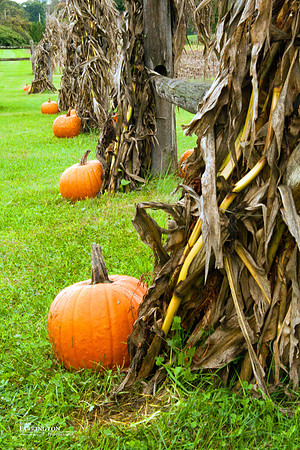 Pumpkin Row