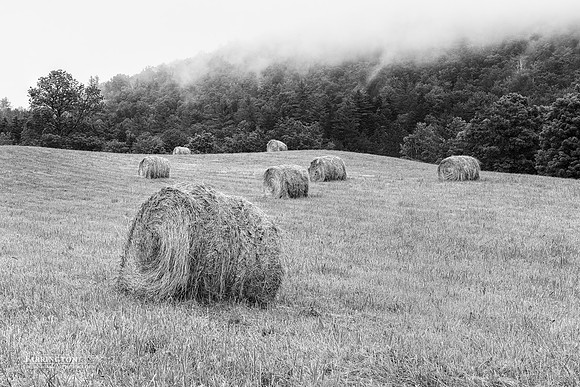 Misty Bales