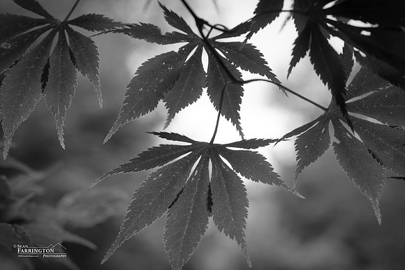Summer Leaf