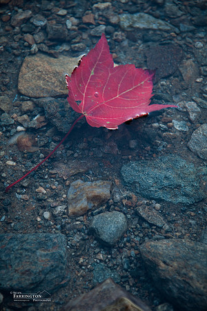 First to Fall