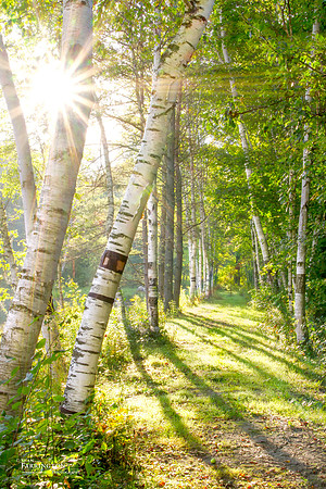 Summer Light