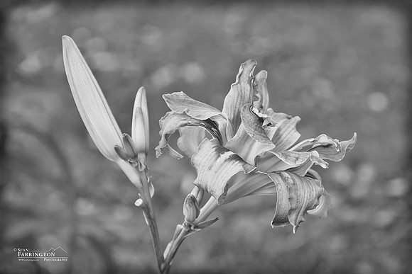 Spring Bloom