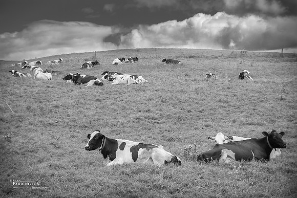 Ladies at Rest
