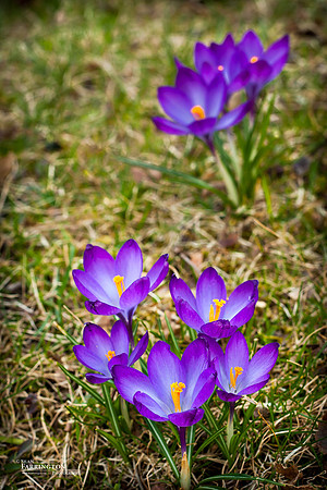 Purple Power