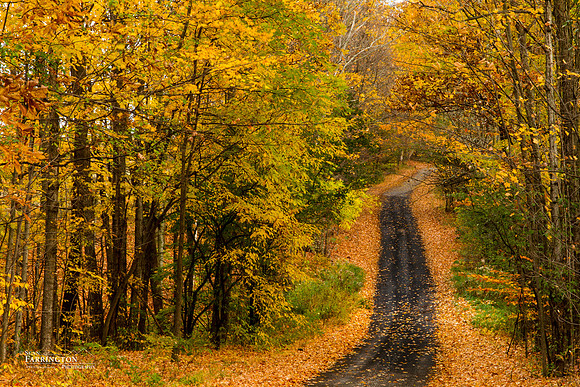 Autumn Lane