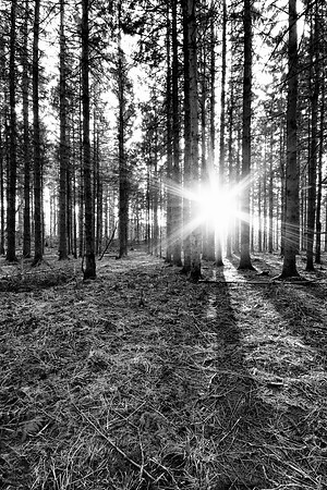Forest Light