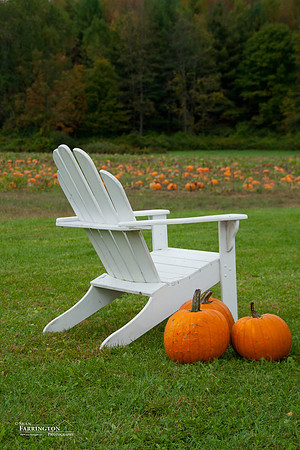 Pumpkin Patch
